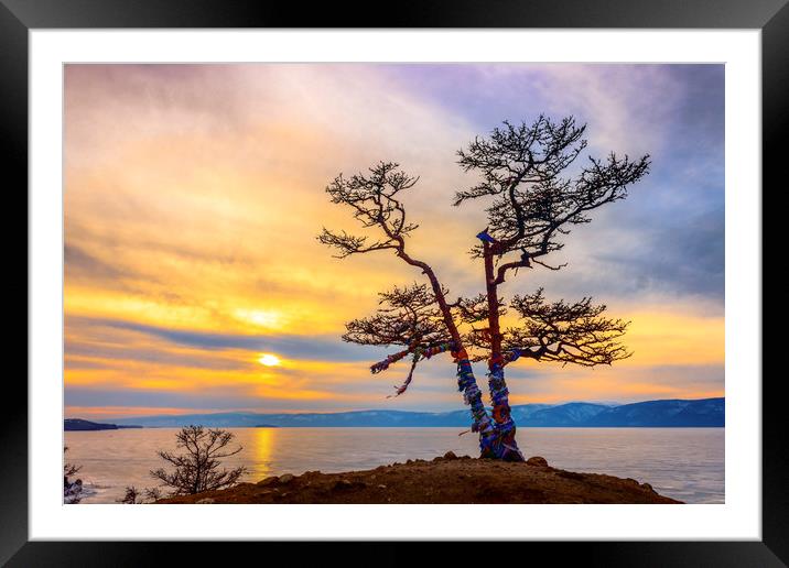 Baikal pine Framed Mounted Print by Svetlana Korneliuk