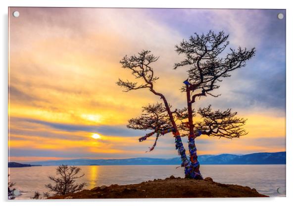 Baikal pine Acrylic by Svetlana Korneliuk