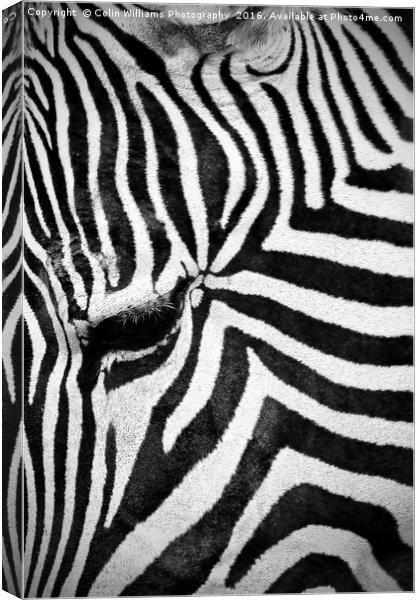The Eye of the Zebra Canvas Print by Colin Williams Photography
