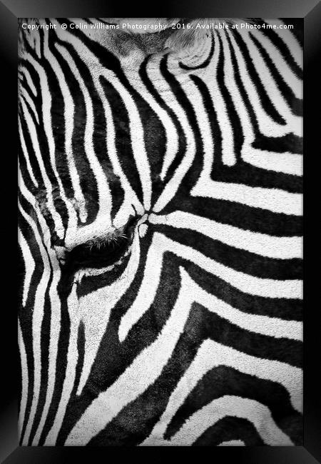 The Eye of the Zebra Framed Print by Colin Williams Photography