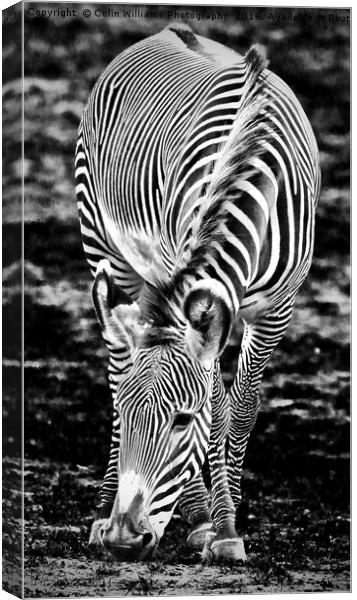Zebra Feeding Canvas Print by Colin Williams Photography