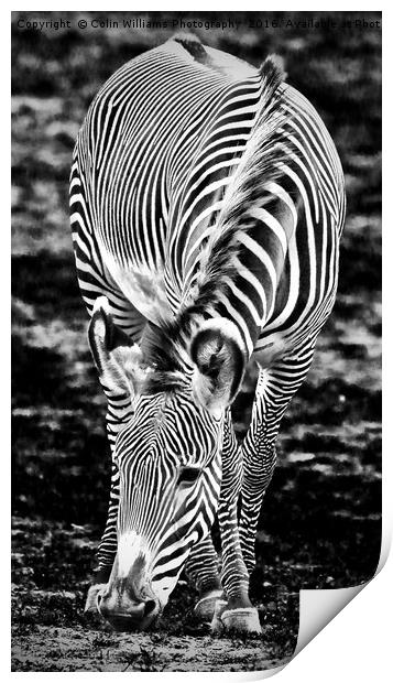 Zebra Feeding Print by Colin Williams Photography