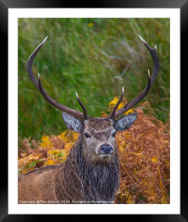 Highland Stag portrait Framed Mounted Print by Tom Dolezal
