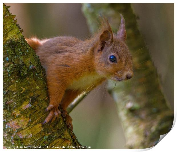 Inquisitive red squirrel. Print by Tom Dolezal