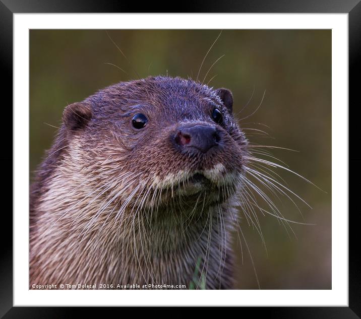 Otter portrait Framed Mounted Print by Tom Dolezal