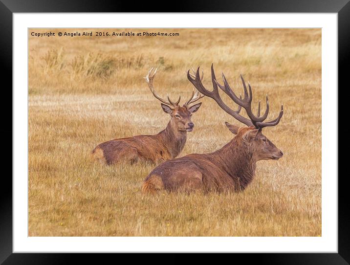 Regal. Framed Mounted Print by Angela Aird
