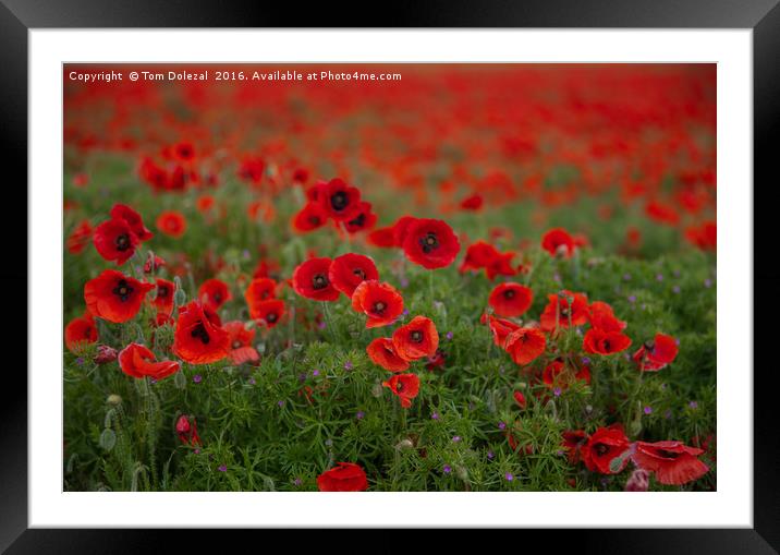 Poppies Framed Mounted Print by Tom Dolezal