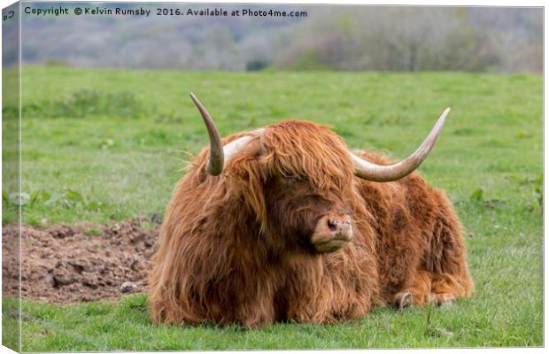 highland cow Canvas Print by Kelvin Rumsby