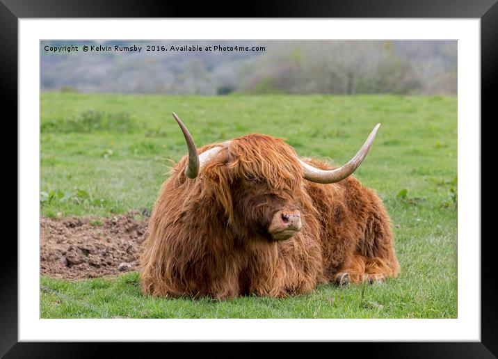 highland cow Framed Mounted Print by Kelvin Rumsby