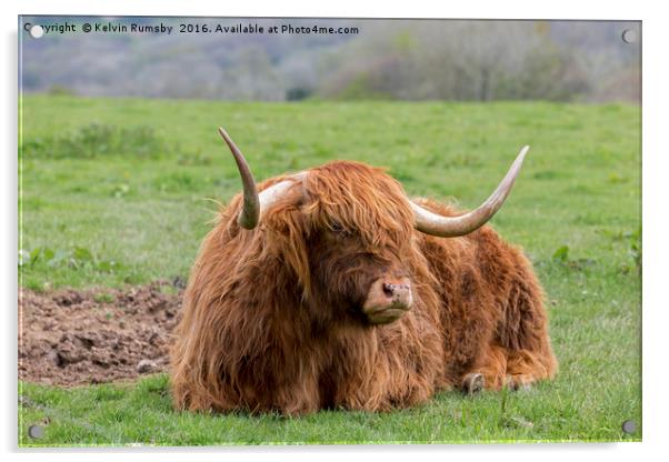 highland cow Acrylic by Kelvin Rumsby