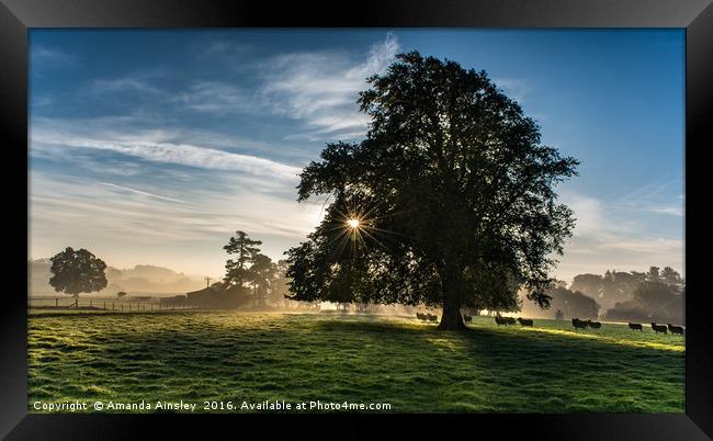 Misty Morning in Teesdale Framed Print by AMANDA AINSLEY