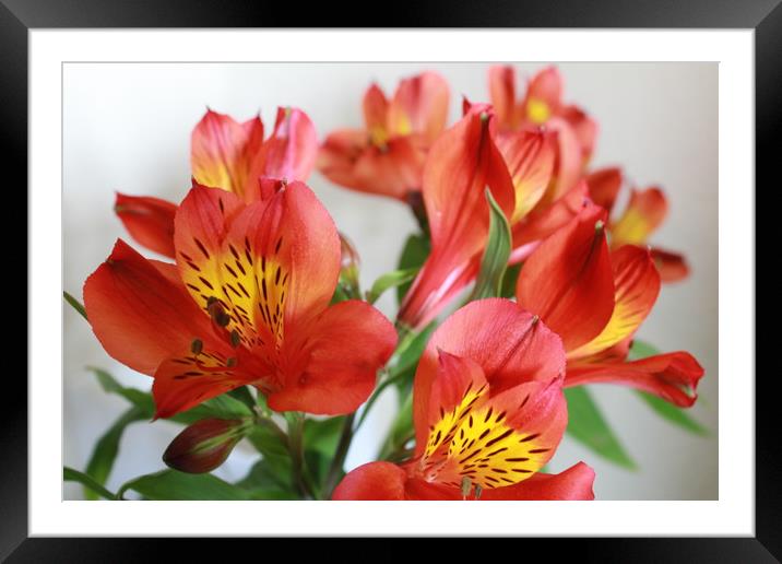 Orange flowers Framed Mounted Print by Clare Willis