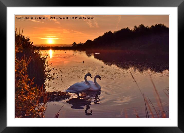 Swans on the lake Framed Mounted Print by Derrick Fox Lomax