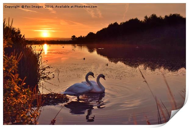 Swans on the lake Print by Derrick Fox Lomax