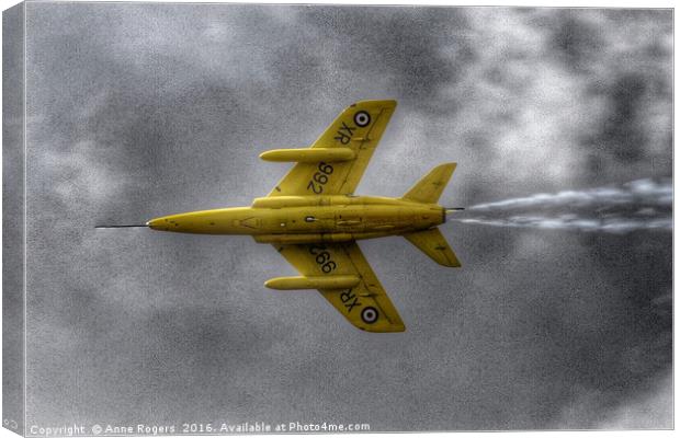Gnat - Yellowjack Canvas Print by Anne Rogers LRPS