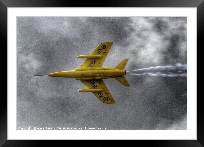 Gnat - Yellowjack Framed Mounted Print by Anne Rogers LRPS