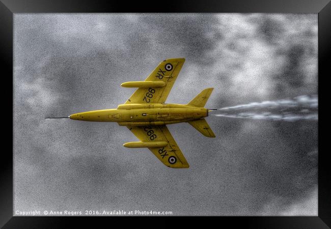 Gnat - Yellowjack Framed Print by Anne Rogers LRPS