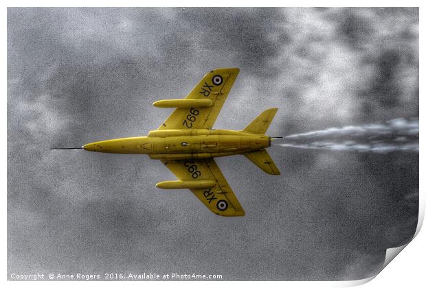 Gnat - Yellowjack Print by Anne Rogers LRPS