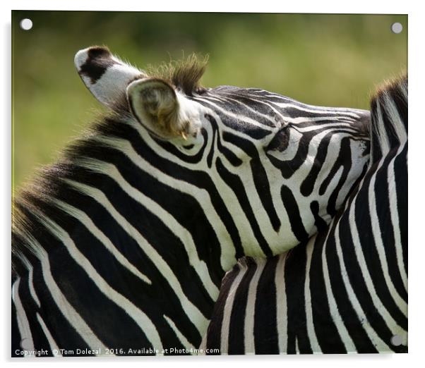 Zebra affection Acrylic by Tom Dolezal