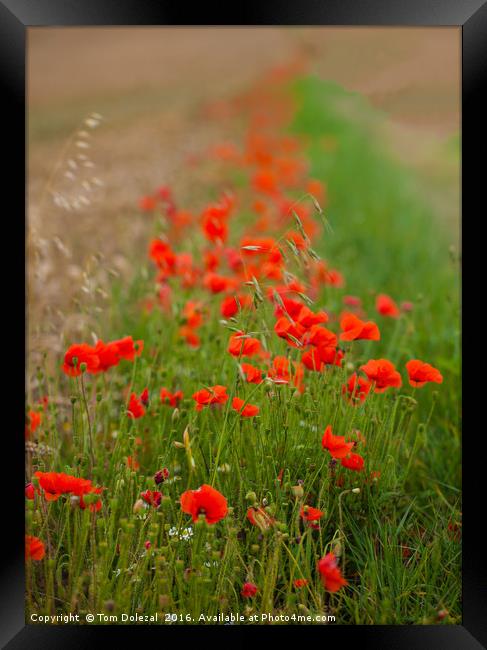 Poppy trail Framed Print by Tom Dolezal