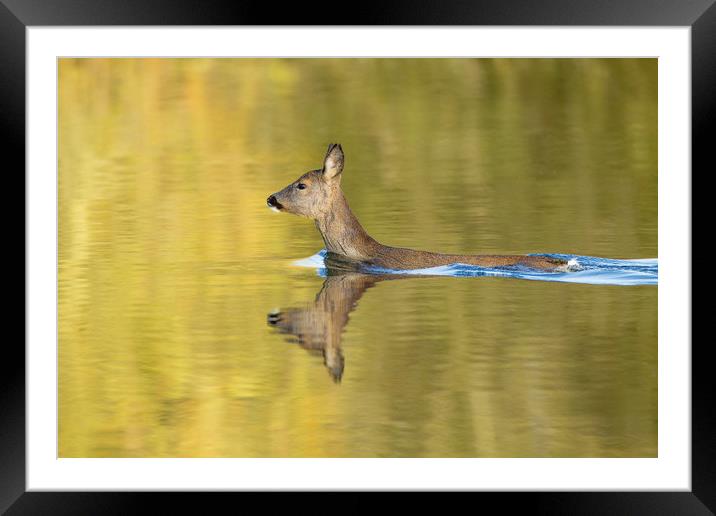 In Golden Pond Framed Mounted Print by Philip Male