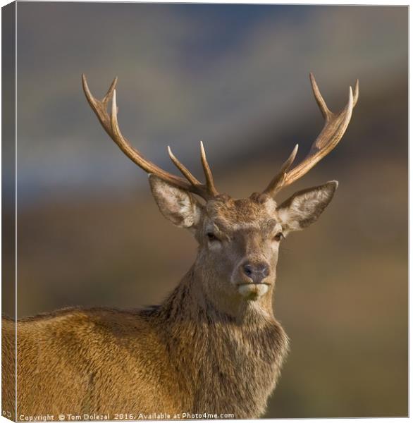 Highland Red deer Stag portrait Canvas Print by Tom Dolezal