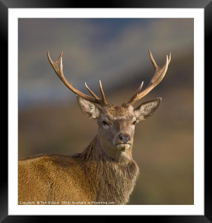 Highland Red deer Stag portrait Framed Mounted Print by Tom Dolezal