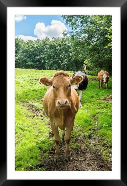 Silly Cow in a Meadow below the Malvern Hills  Framed Mounted Print by Nick Jenkins