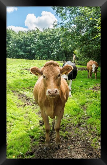 Silly Cow in a Meadow below the Malvern Hills  Framed Print by Nick Jenkins
