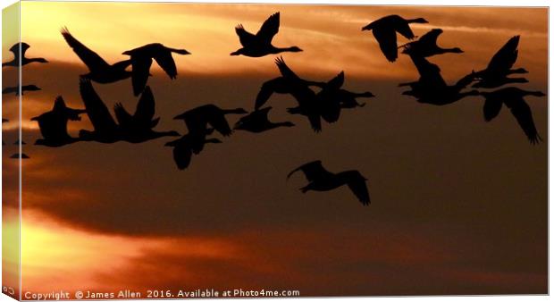 ''Sunset Fly Past'' Canvas Print by James Allen
