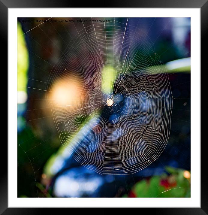 Cobweb. Framed Mounted Print by Angela Aird