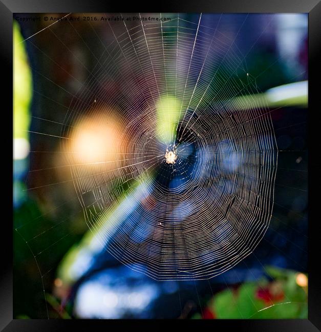 Cobweb. Framed Print by Angela Aird