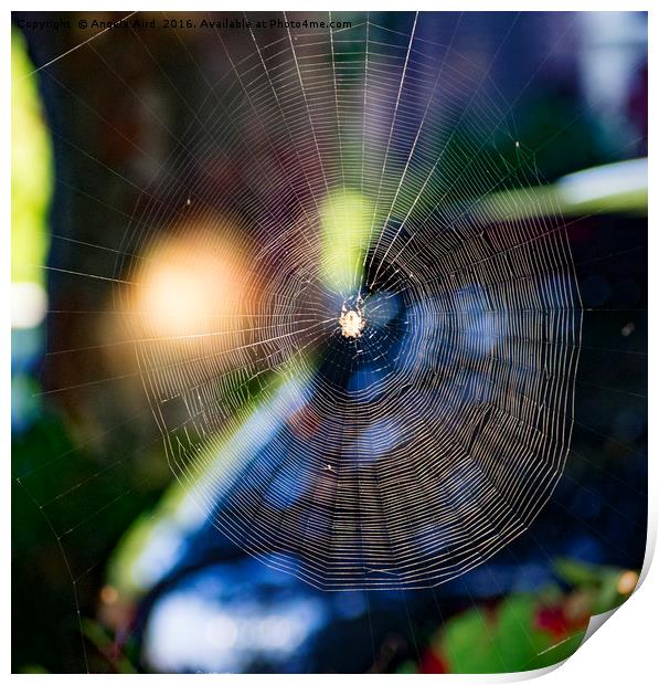 Cobweb. Print by Angela Aird