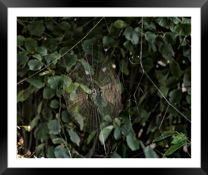 Spider Web. Framed Mounted Print by Angela Aird