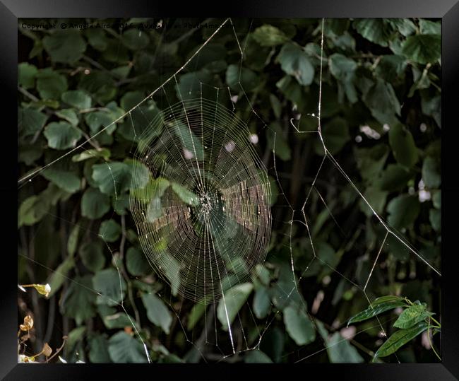 Spider Web. Framed Print by Angela Aird