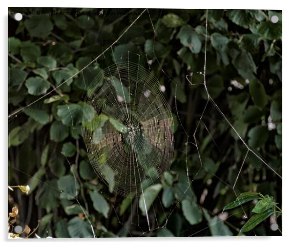 Spider Web. Acrylic by Angela Aird