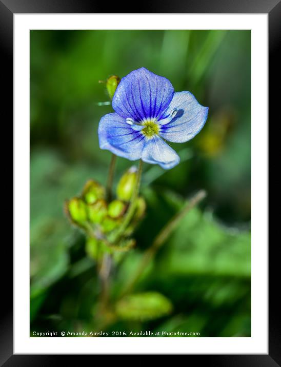 Speedwell Framed Mounted Print by AMANDA AINSLEY