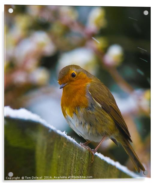 Robin in snow flakes Acrylic by Tom Dolezal
