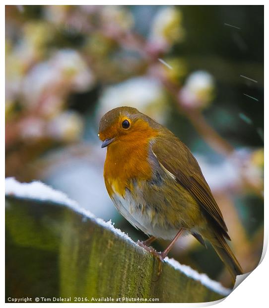 Robin in snow flakes Print by Tom Dolezal