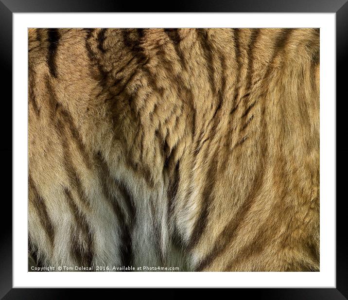 Sumatran tiger fur Framed Mounted Print by Tom Dolezal