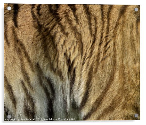 Sumatran tiger fur Acrylic by Tom Dolezal