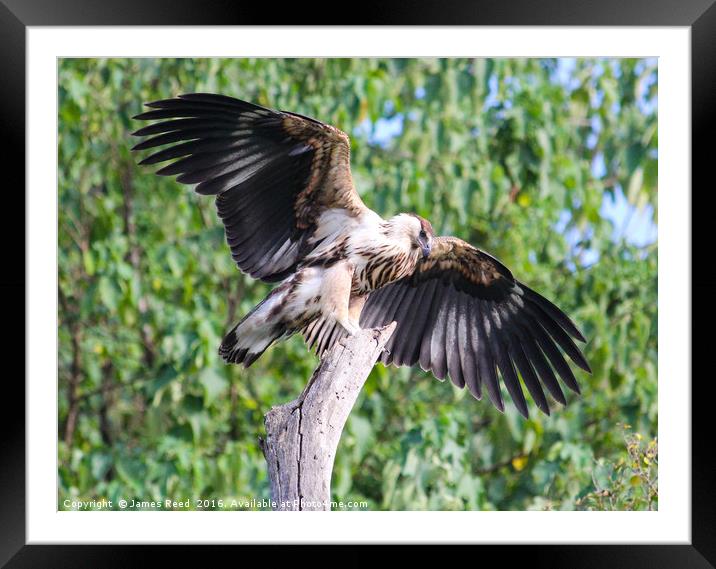 Baby Fish Eagle, Uganda, Africa Framed Mounted Print by James Reed