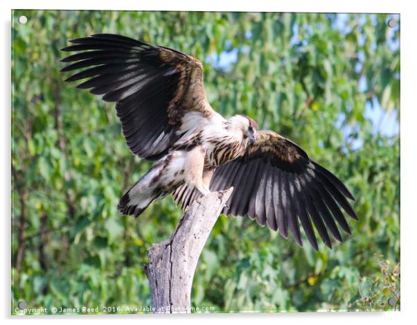 Baby Fish Eagle, Uganda, Africa Acrylic by James Reed