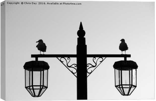 Gull Silhouette Canvas Print by Chris Day