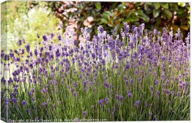 Summertime Lavender  Canvas Print by Jackie Davies