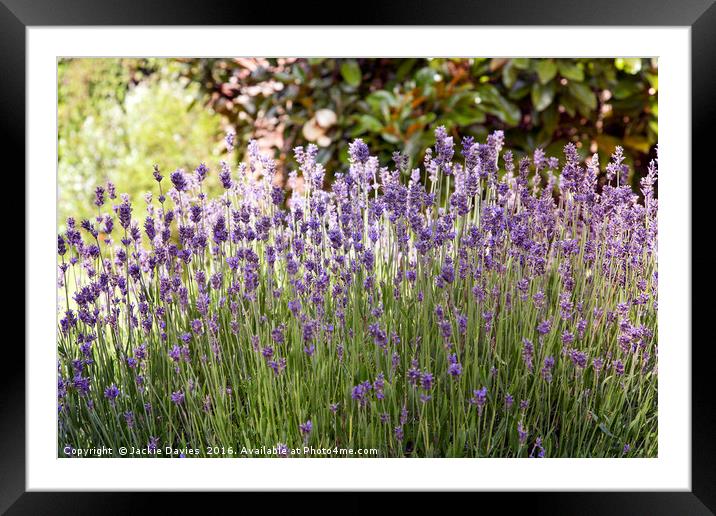 Summertime Lavender  Framed Mounted Print by Jackie Davies
