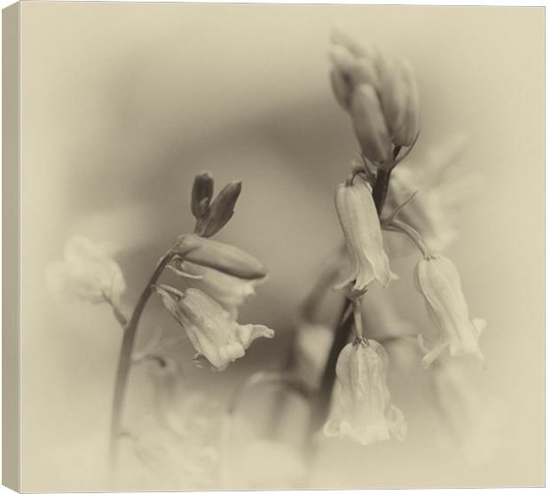 Bluebells Canvas Print by Mark Hobbs