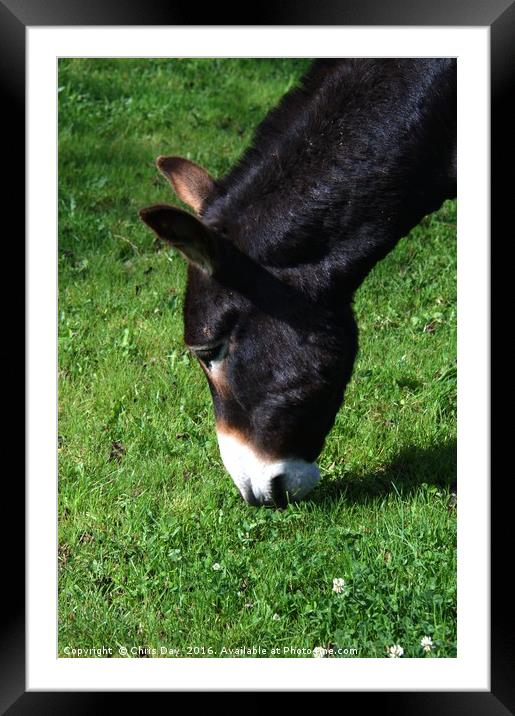 Donkey Framed Mounted Print by Chris Day