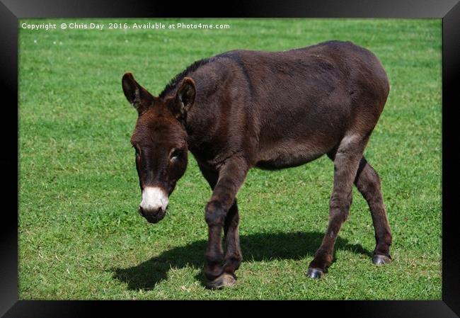 Donkey Framed Print by Chris Day