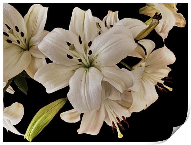 Lilies Print by Henry Horton